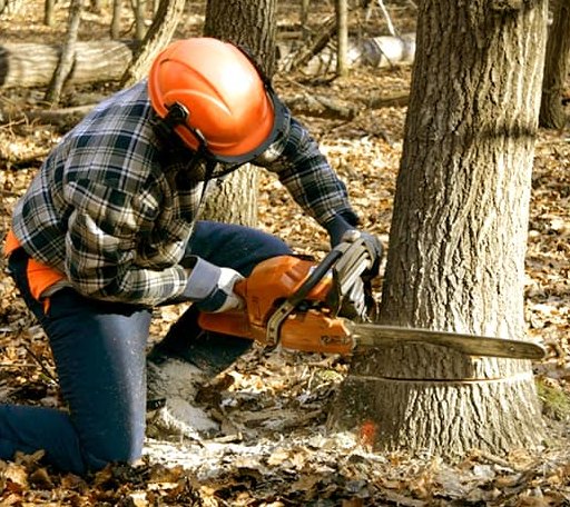 Tree Removal in Orland, ME